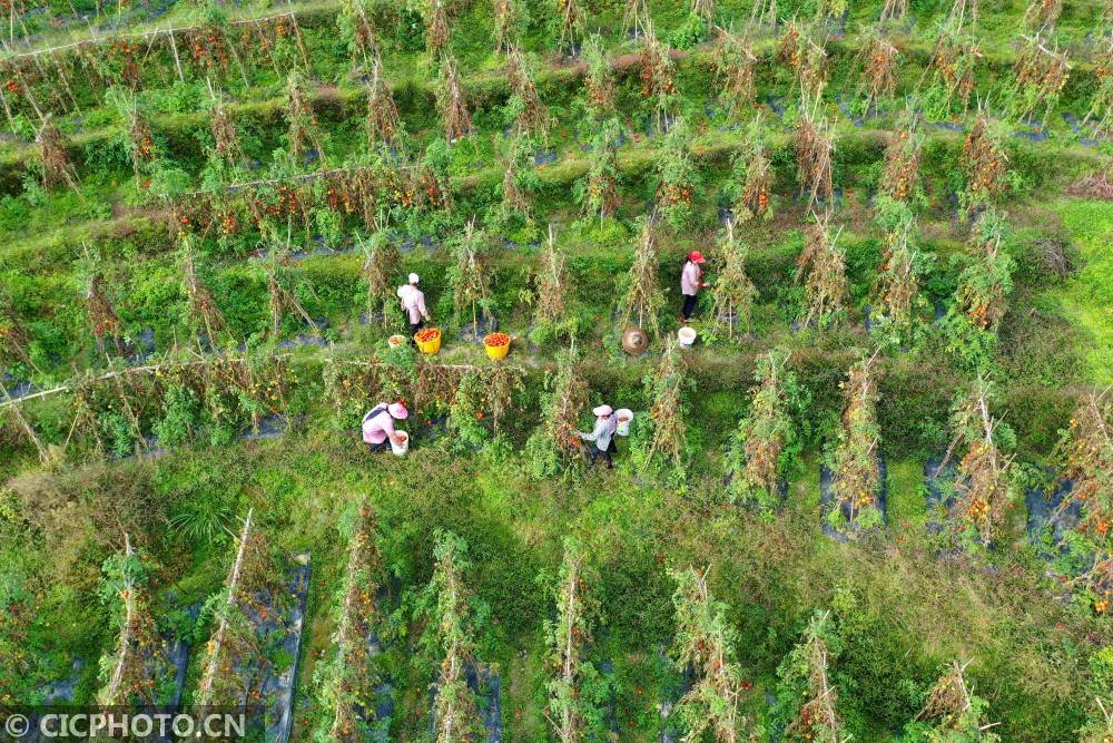 在广西桂林市龙胜各族自治县伟江乡布弄村西红柿种植基地,村民在采摘