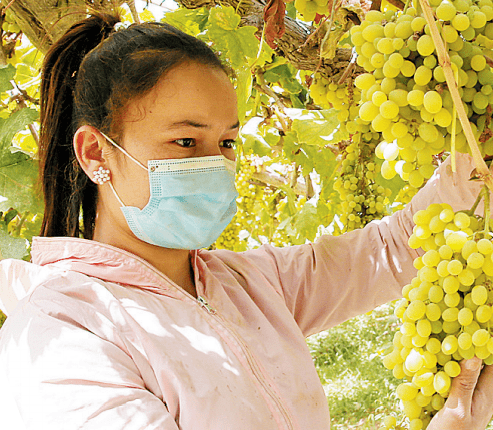 影像07兰干乡的葡萄熟了