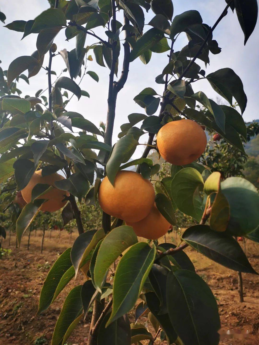 珍珠泉乡中华富硒梨丰收啦!