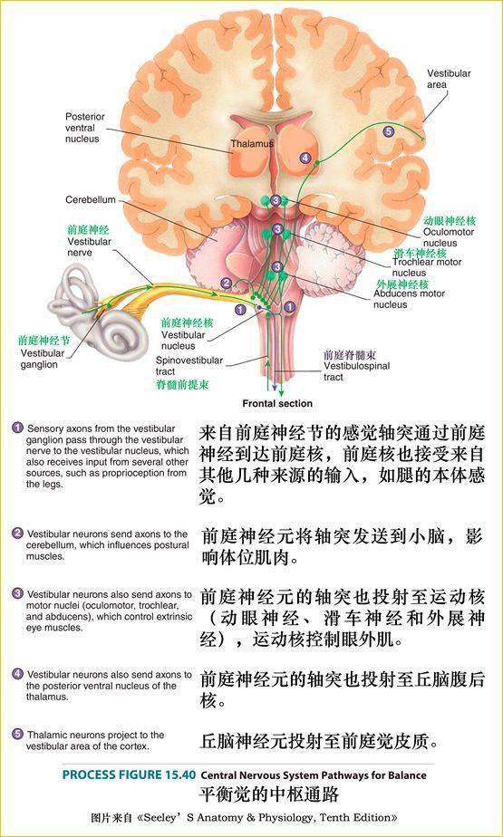 下丘層面: 滑車神經核 (發出纖維構成 滑車神經 ).