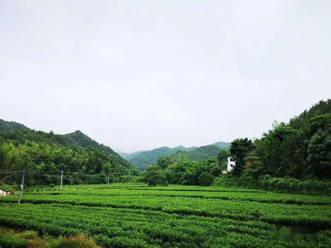 南康浮石有个网红村