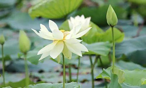 心态好,做事顺利,因为不拘小节;心态好,生活愉快,因为懂得放下