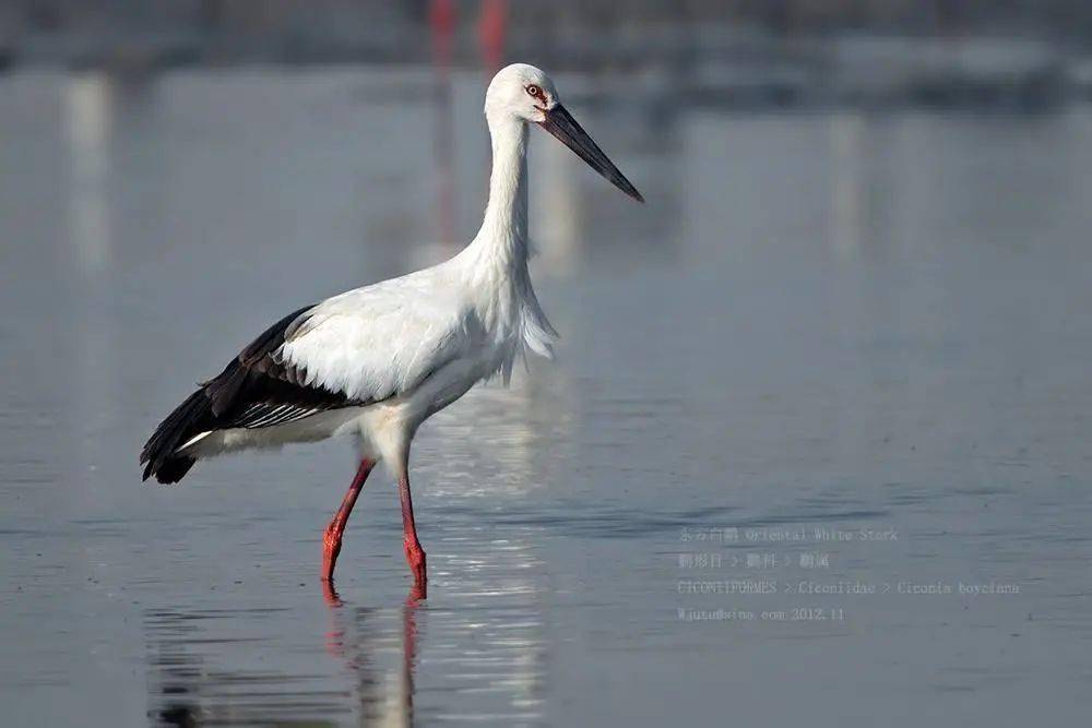 江苏盐城现鸟类大熊猫东方白鹳
