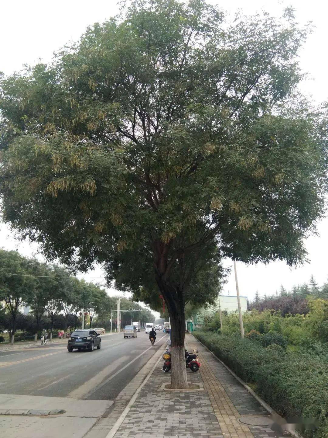 许志胜||《前进西路两行槐》_槐树