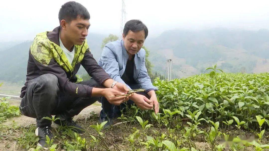 近年来,阿得博乡依靠得天独厚的资源优势,引进新品种南板蓝根,把发展