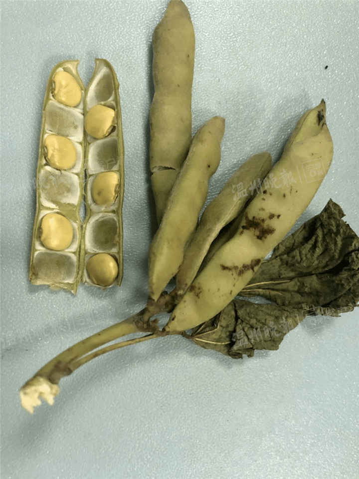 豆薯种子剧毒图片