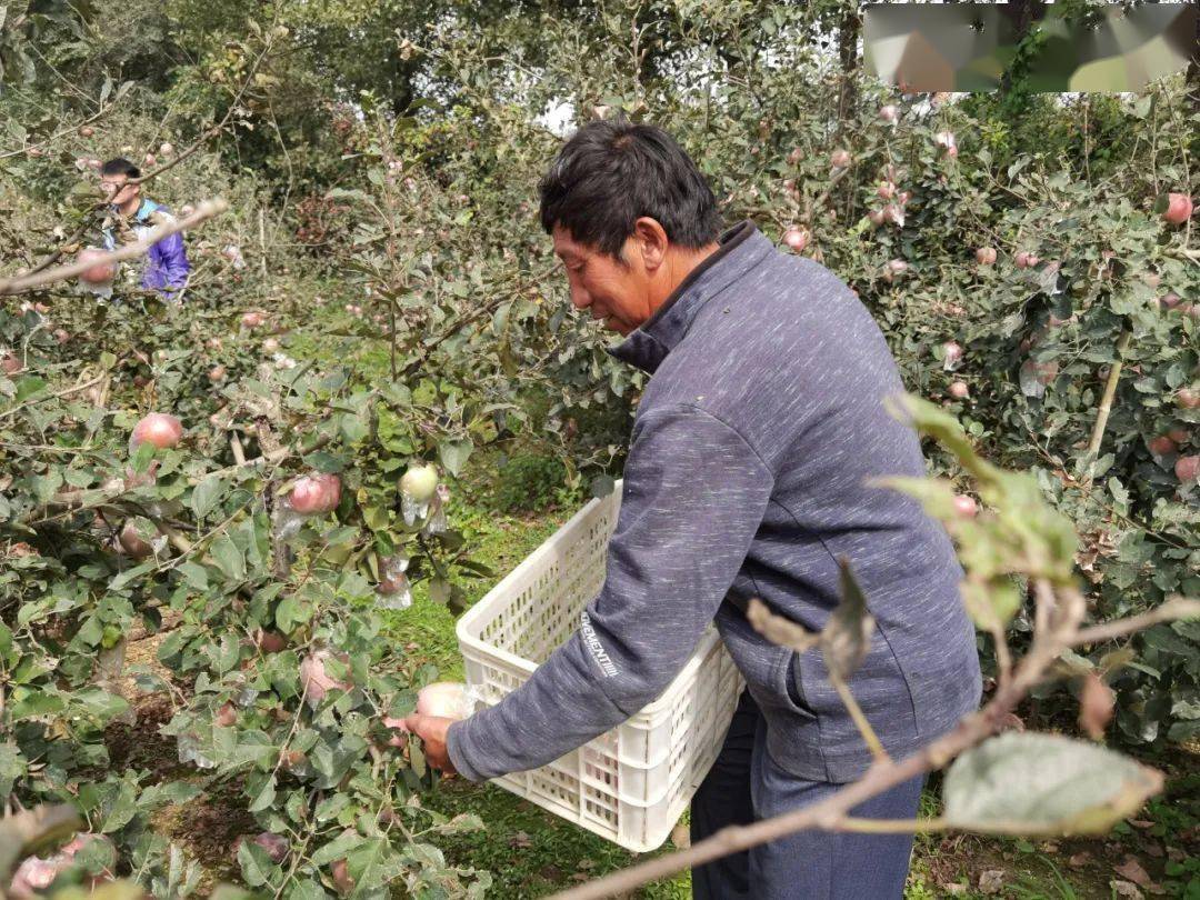 救救这些大苹果