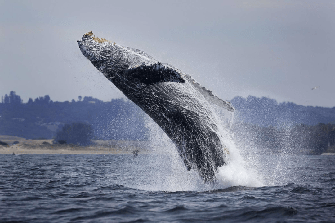 在蒙特利湾捕捉到极其罕见的三头鲸鱼突破画面