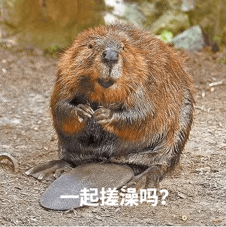 一个热知识原来河狸洗澡的亚子像极了猥琐大叔