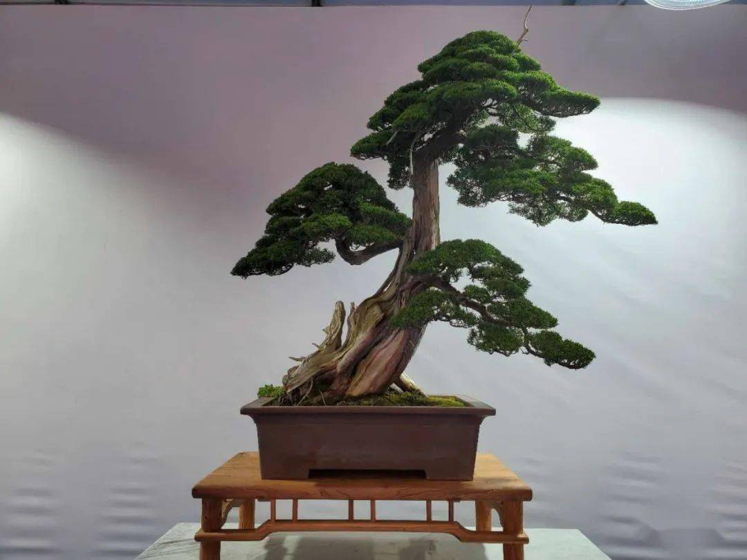 得奖作品来了】2020中国盆景艺术家协会会员盆景展获奖作品集锦