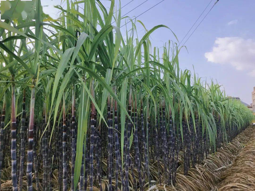 浦江本地蔗大量上市蔗农教你如何挑选最甜甘蔗
