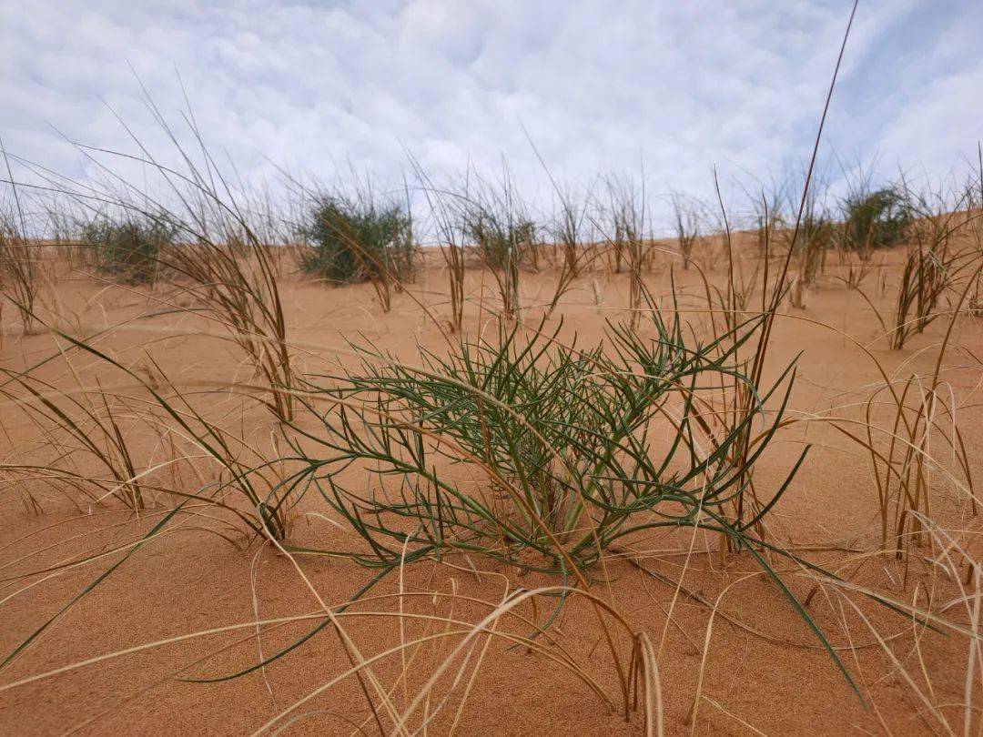蒙古文今年沙芥长势喜人牧民们又多一条增收渠道