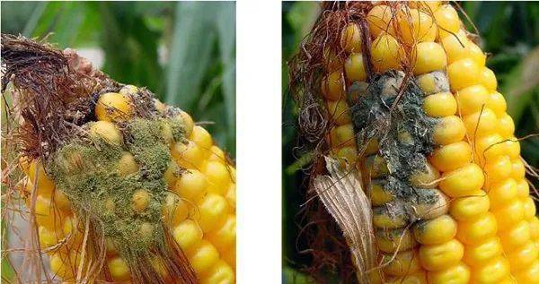 灾害气候频发警惕玉米穗腐病