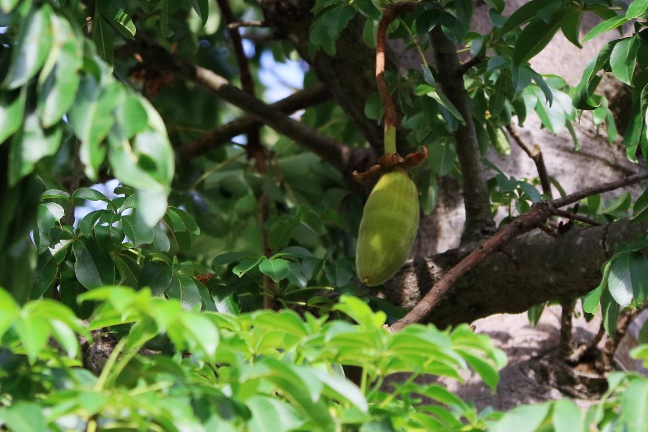 自然散步大名鼎鼎的猴面包树
