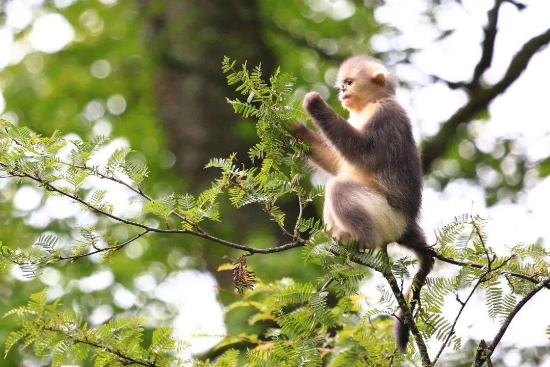护猴员说曾10年没见过滇金丝猴