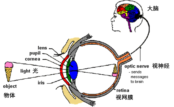 视觉形成过程示意图图片