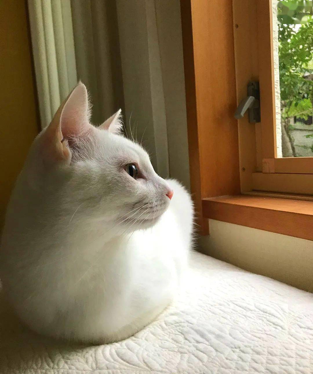 猫咪农民揣大赛混进了一个奇怪的东西