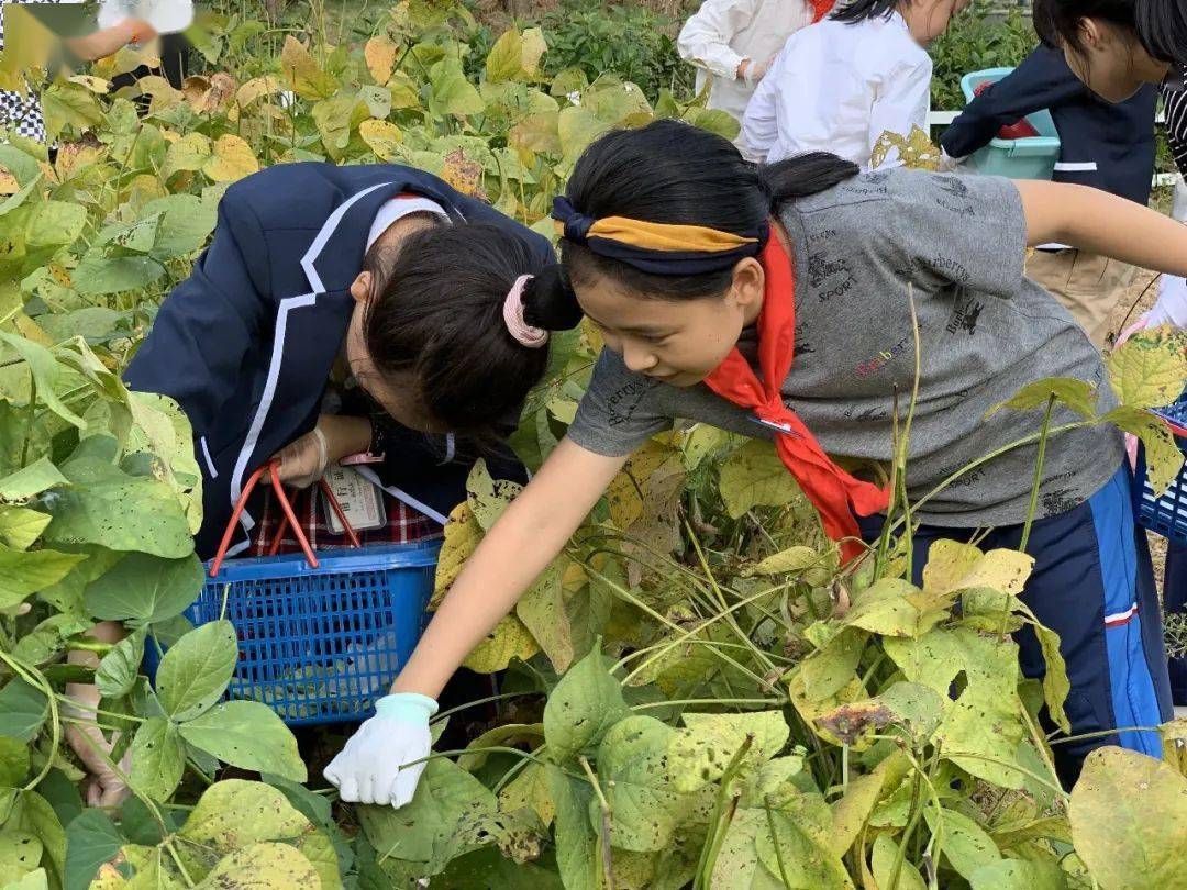 自制简易摘毛豆图片