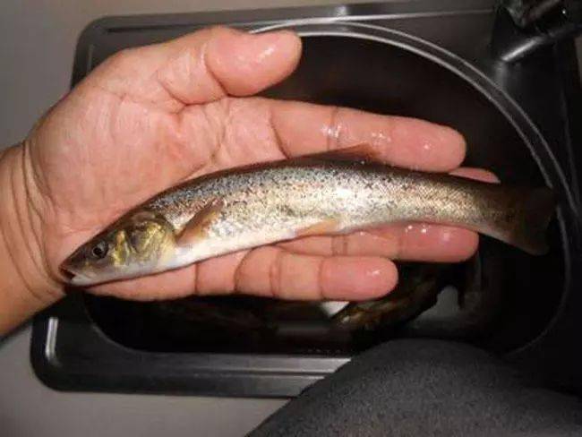 这柳根子并不逊于三花五罗可以说是冬季的上等鱼