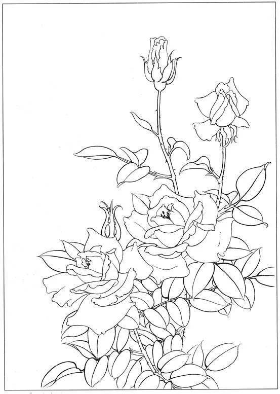 国画教程月季花工笔画技法含白描稿示例