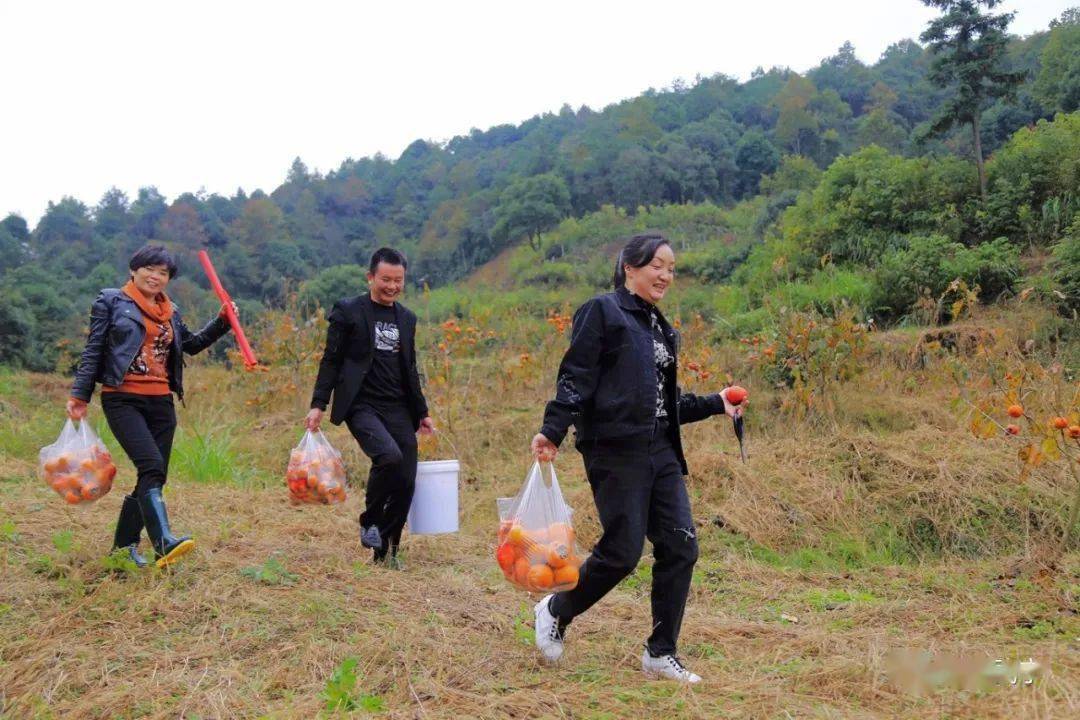 晚秋时节,武宁县官莲乡洪溪村千亩甜柿熟透了,漫山遍野"红灯笼"般招摇