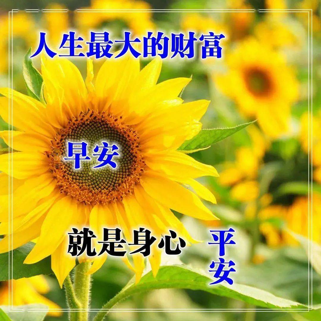 九月初二早上好问候语图片大全带鲜花早晨好祝福图片表情全集