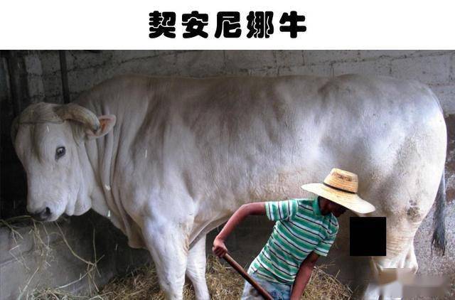 在同类中,可能最为巨大的11种动物