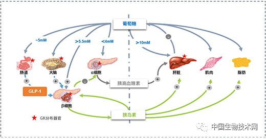 全球首创糖尿病新药获《药品生产许可证》_血糖