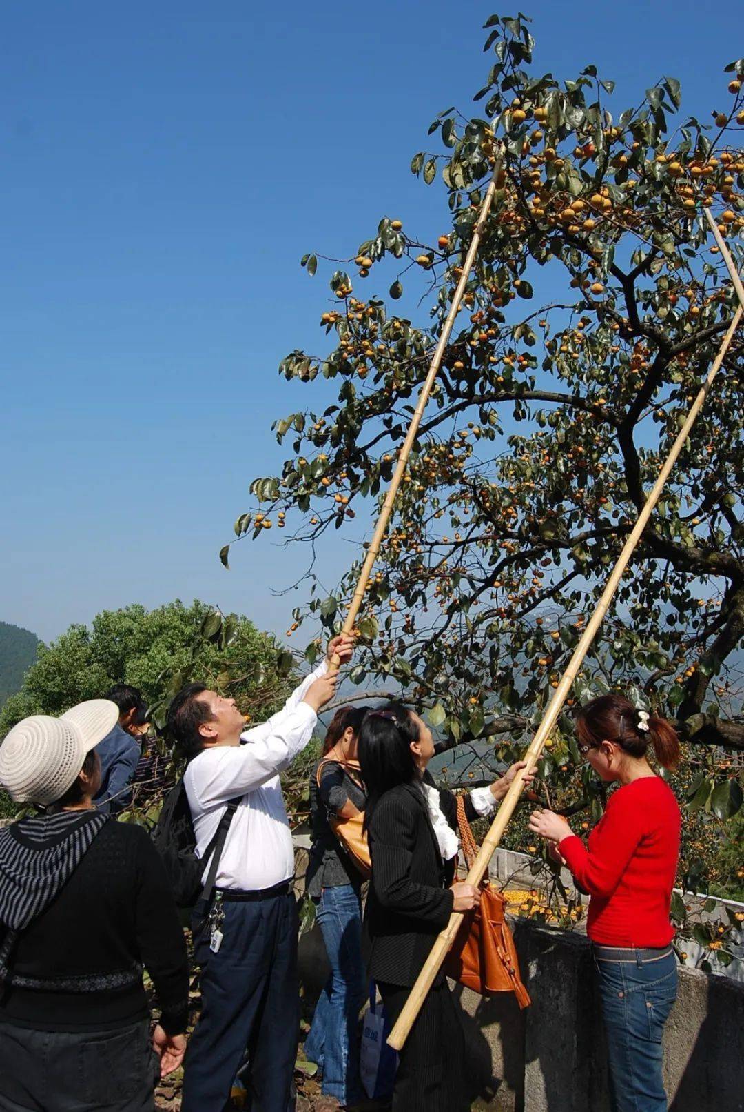 游客享福利农民得实惠罗田甜柿节引发脱贫攻坚的蝴蝶效应