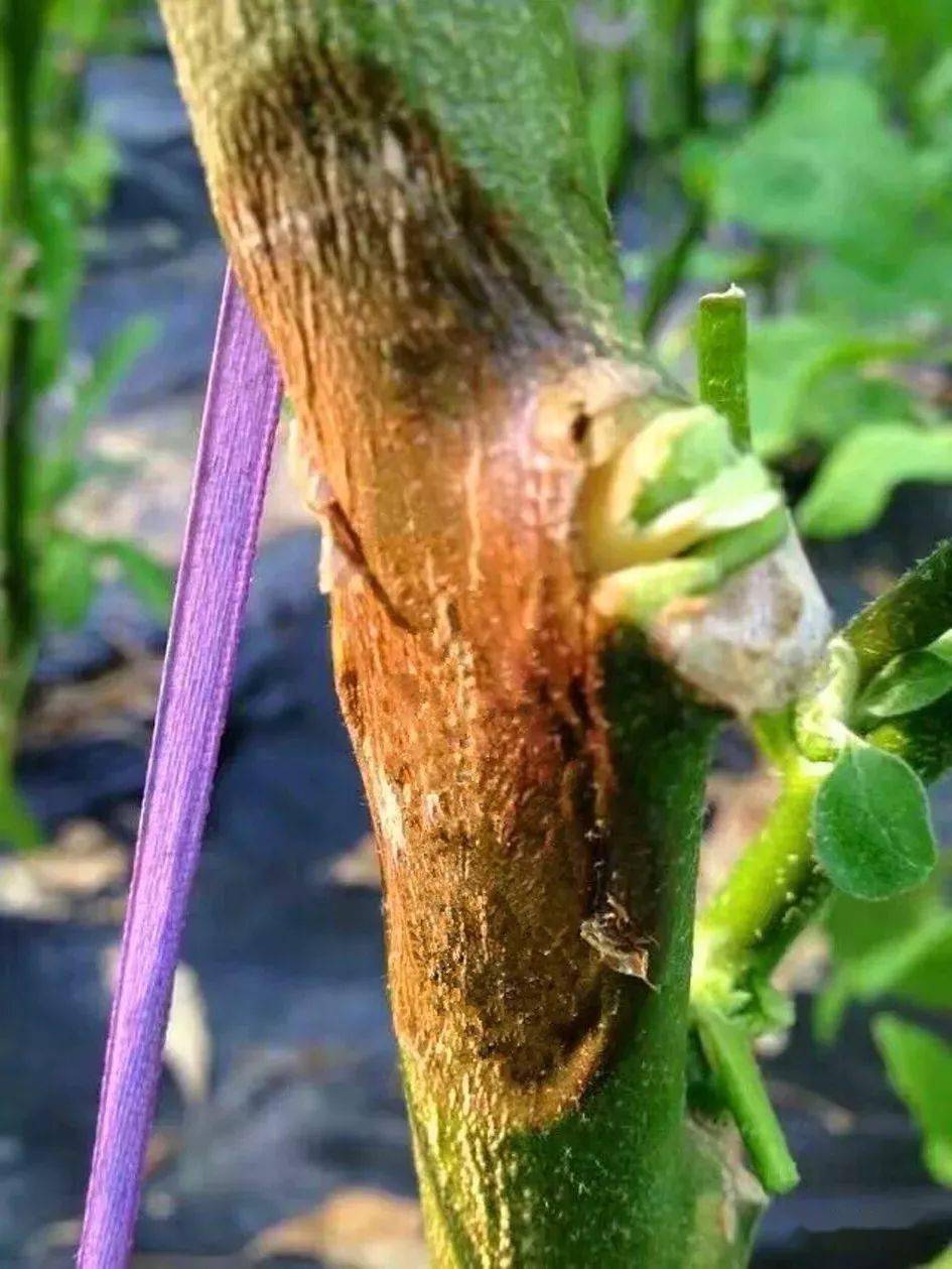 番茄茎秆发黑对症用药防治