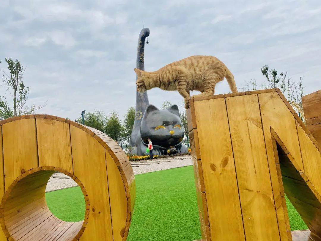 肥猫岛靠岸登陆鸸鹋岛和白马岛三岛分别是肥猫岛三岛奇遇记总面积约5