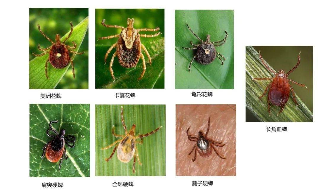 专家原创科普(36)|对食物过敏?可能是因为你被蜱虫咬了