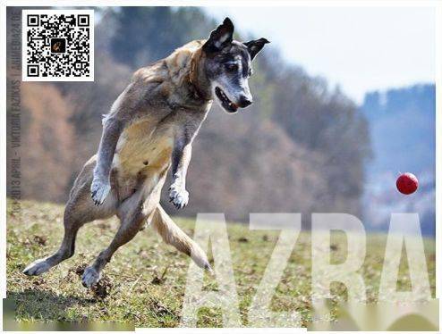 世界马犬十大经典种母_克莱姆