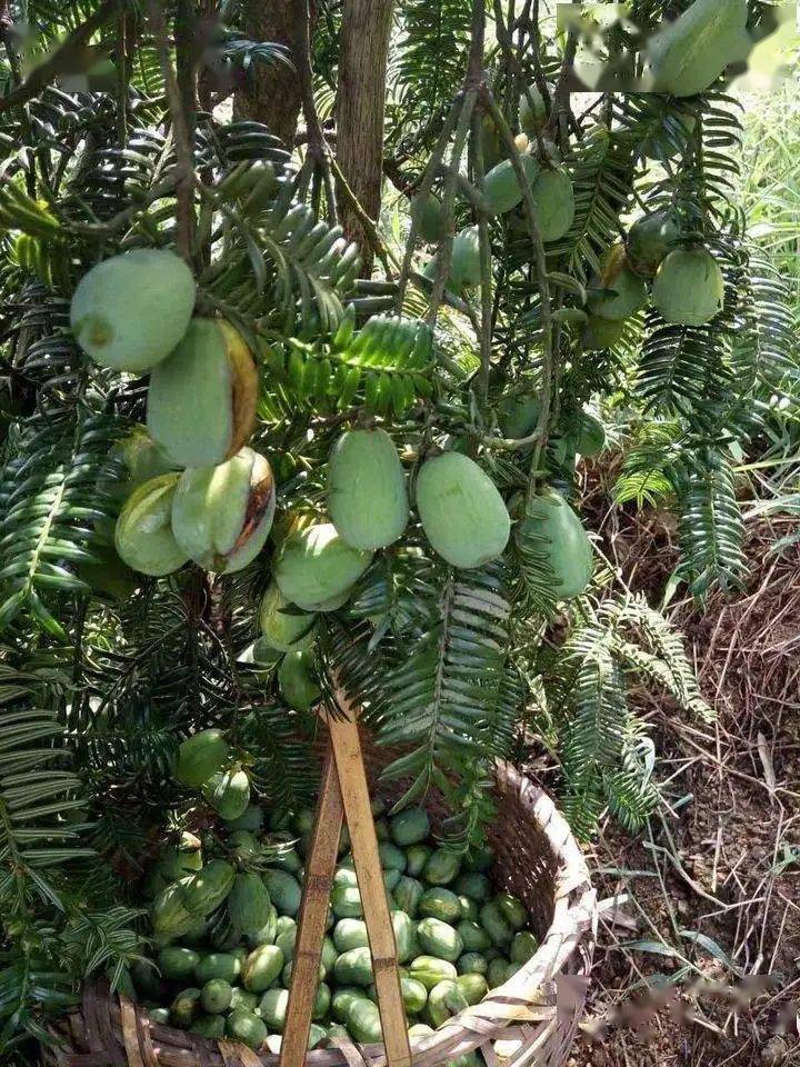 云中香榧果香飘满婺城丨秋天的第一份香榧待查收