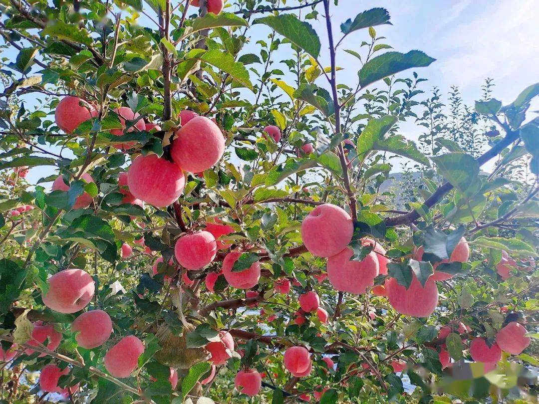 会宁甘富苹果园里的牛人牛事