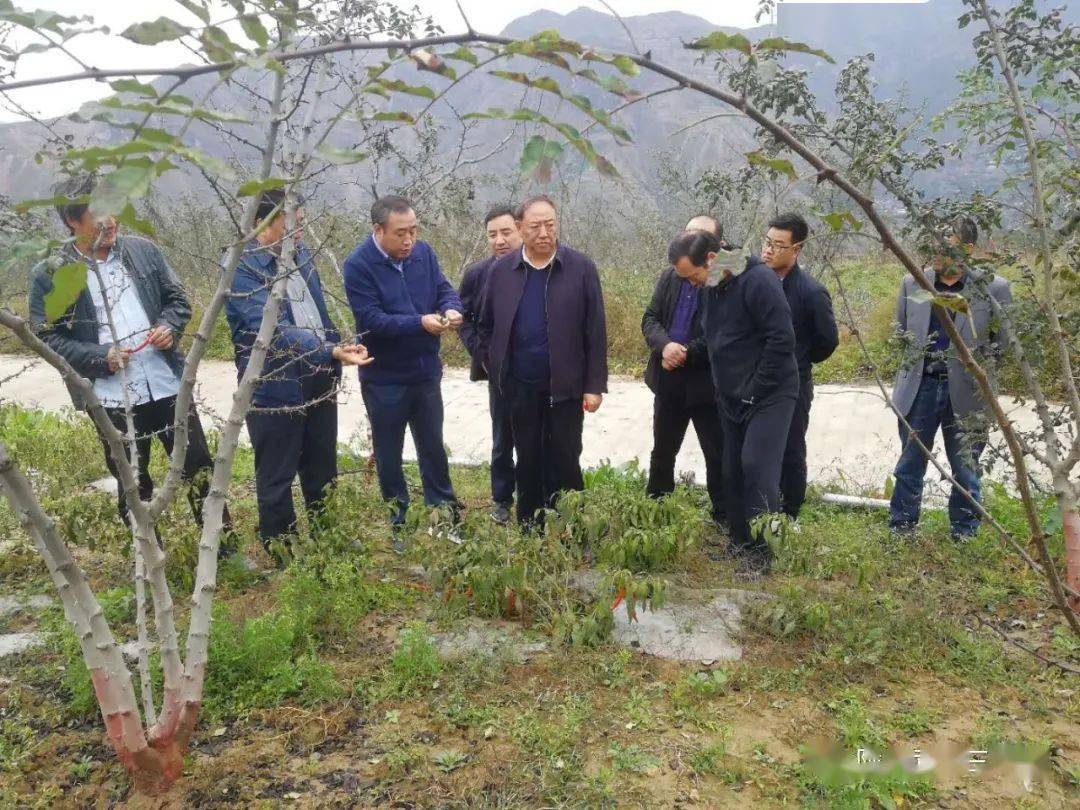 10月14日,副市长张宏一行深入三河镇小石村检查指导双椒产业.