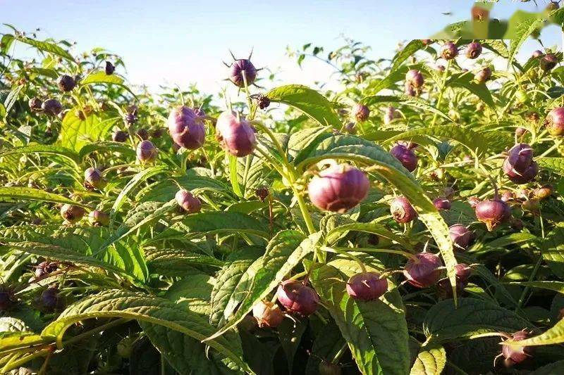 大理小山村喜迎小宝贝特色产业大潜力