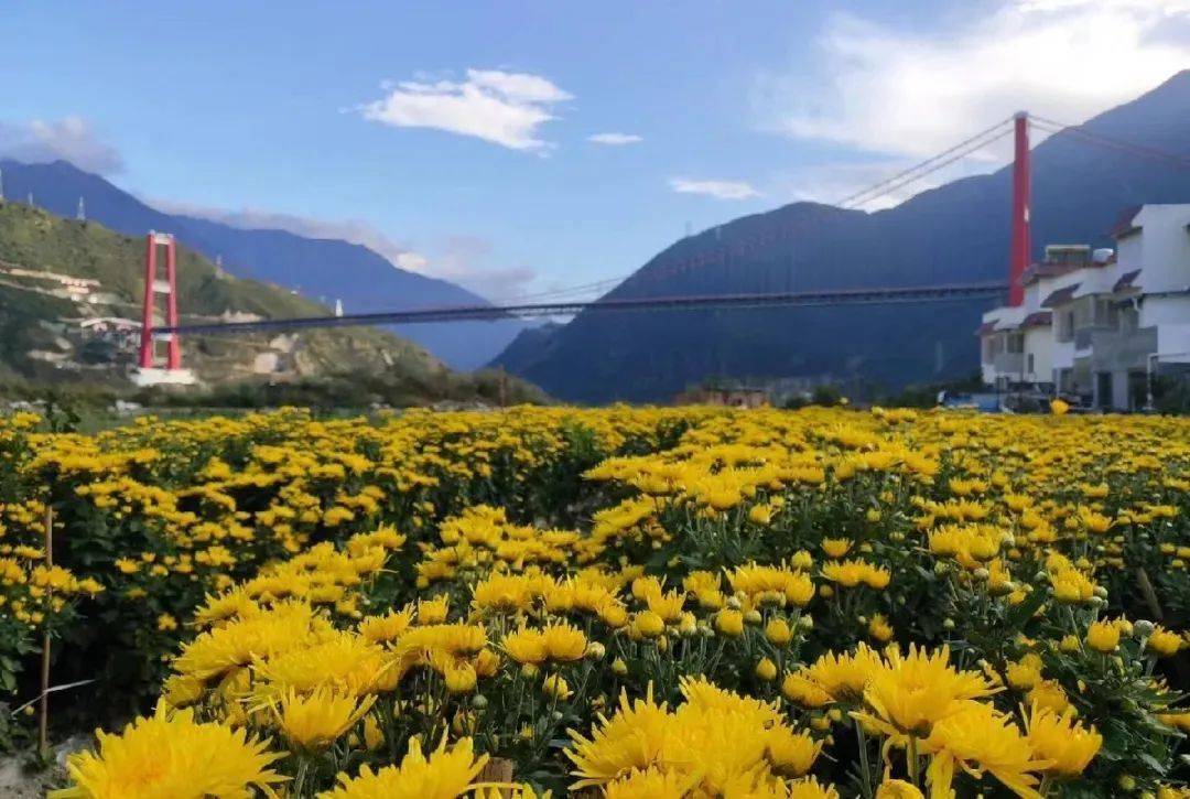 十月金秋在烹坝镇沙湾村花海簇簇大片的金丝皇菊精彩绽放为这个湖畔