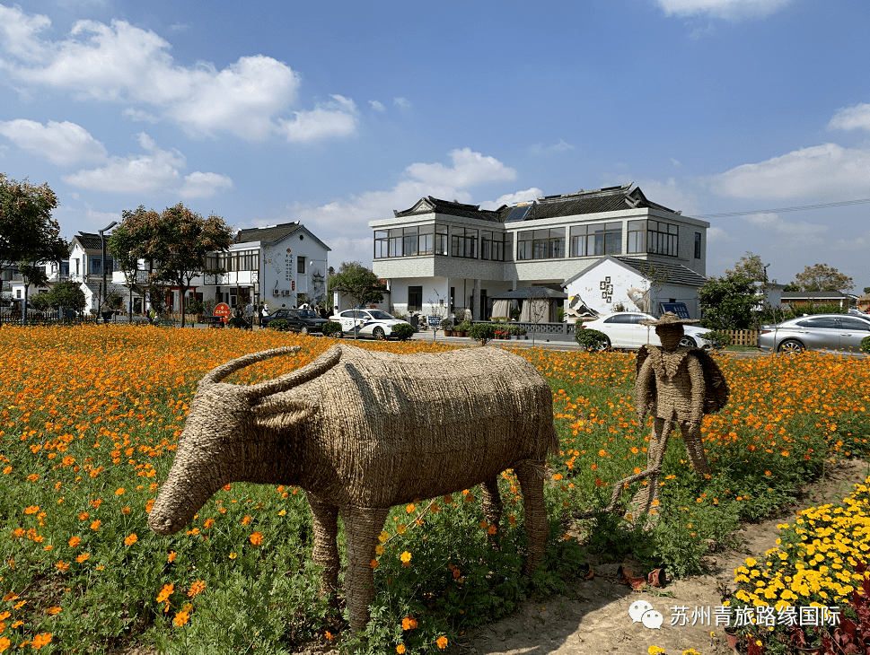 銅官山金秋醉美網紅打卡花海