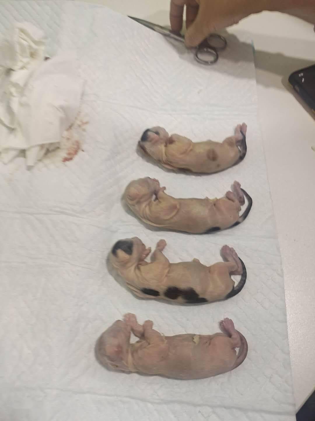 山西男子开水烫猫致腹中4只小猫死亡所在公司解除劳动关系