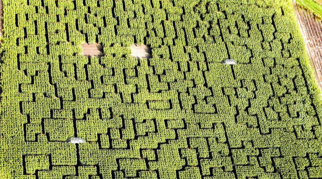 玉米迷宫制作方法图片