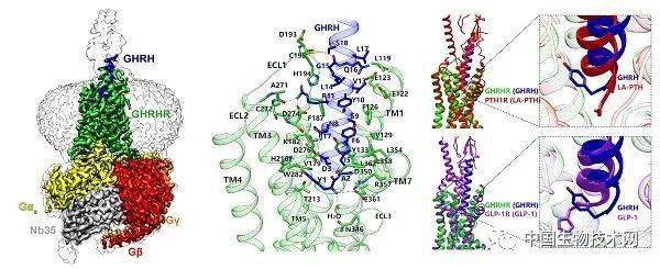 生长激素释放激素受体结构及功能研究取得进展