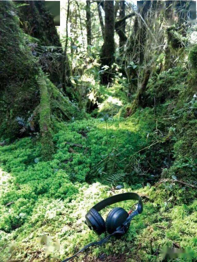 用另一种感官打开自然\n《大自然声景：一个野地录音师的探索之旅》-搜狐大视野-搜狐新闻