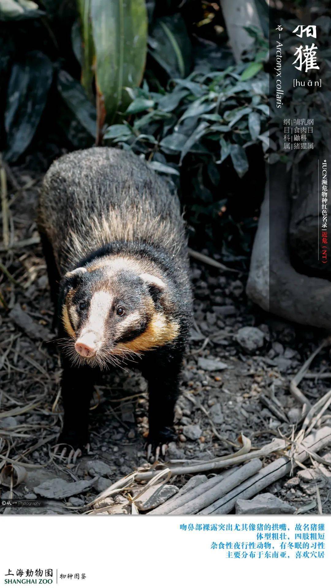 一名摄影志愿者的乡土动物区观察报告_狗獾