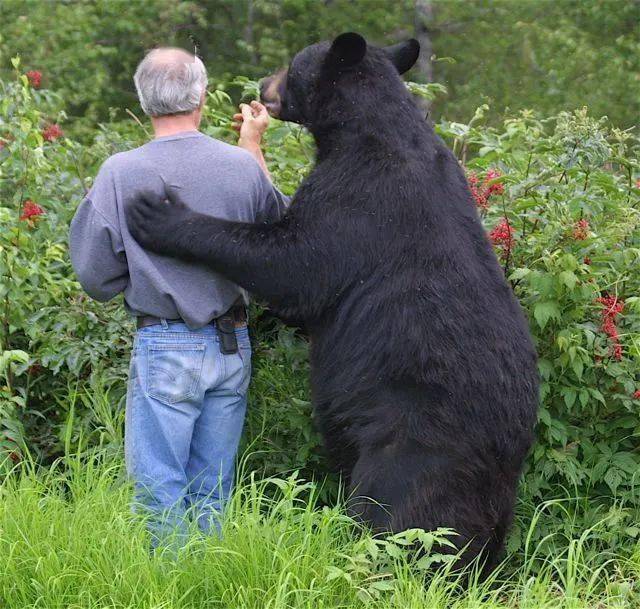 有两种比较专业的驱熊工具,一个是起源于日本的熊铃,随身携带很方便