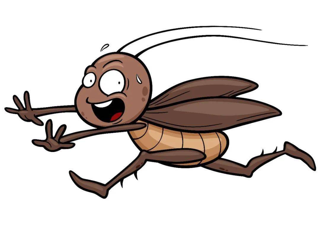 "清蟑宝典"请注意查收!_蟑螂