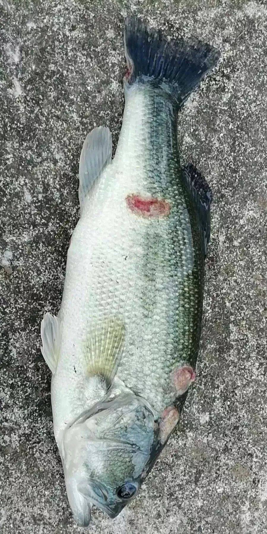 广东佛山加州鲈烂身诺卡氏菌病严重死亡率超80你养的鱼有中招吗