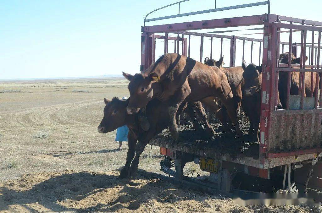 阿巴嘎故事红安格斯牛草原安家记