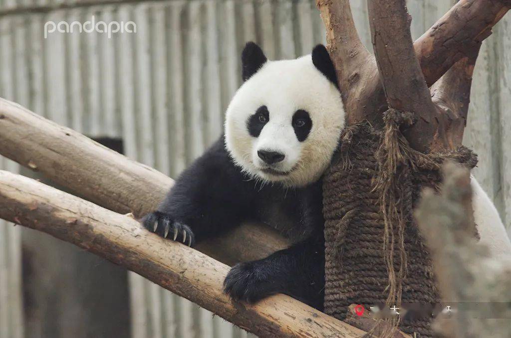 昭美测评|大熊猫如何轻轻松松的"瘦脸"?