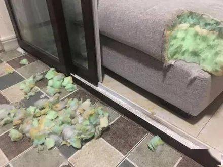 主人下班回家,发现边牧没有出来迎接,进去一看差点气哭了._沙发